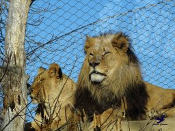 Tiergarten Schönbrunn am 27.01.2026